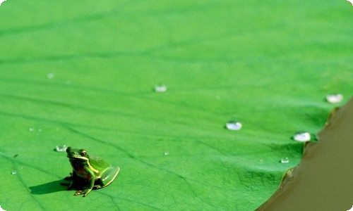 有关海鸥的作文汇编八篇