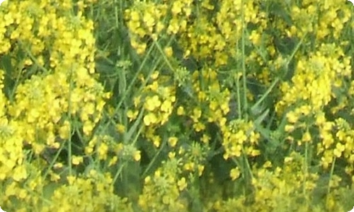 实用的女孩的事作文4篇