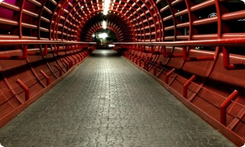 小猫动物作文15篇