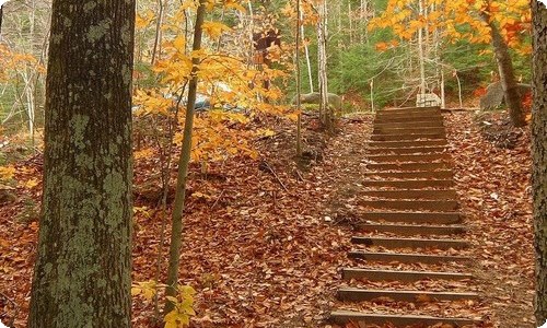 【实用】我的朋友动物作文4篇