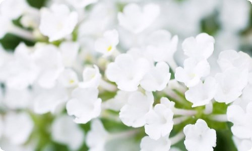 写喜欢的动物的作文汇总7篇