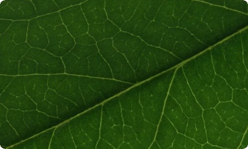 说明文的作文300字集合7篇