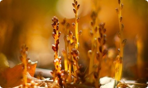 【实用】植树节的作文300字合集5篇