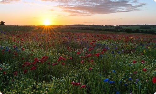 有关爱大自然作文合集十篇