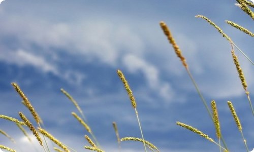 面对挫折议论文