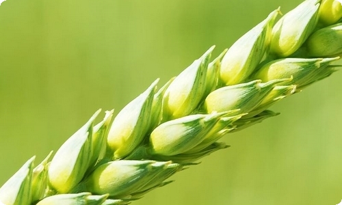 精选神奇的自然作文合集十篇