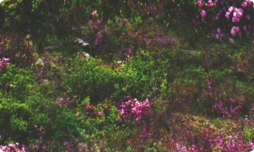 清晨的日记15篇