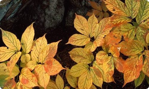 精选三年级的春天作文合集8篇