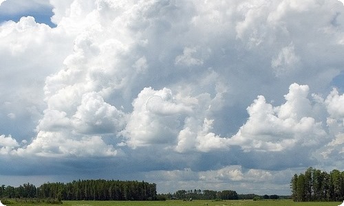 精选喜欢植物的作文合集8篇