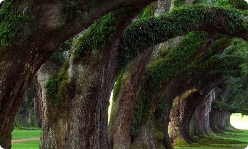 一件神奇的事作文(3篇)