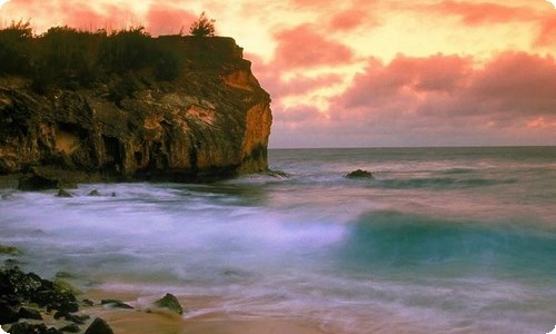 【必备】植物的作文锦集六篇