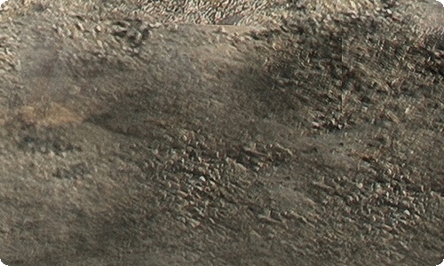 多肉植物的作文600字4篇