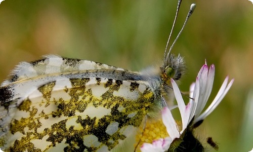 热爱大自然作文6篇