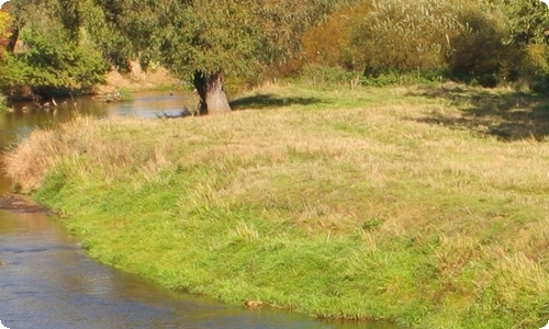 妈妈的愿望作文