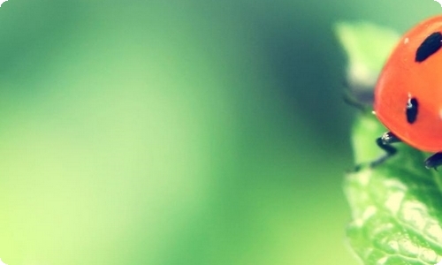 猫捉老鼠作文(集锦15篇)