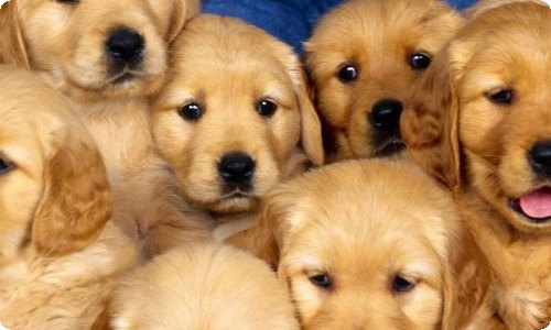 【精选】扫落叶作文300字3篇