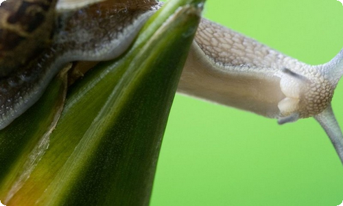 【实用】倾听自然作文十篇