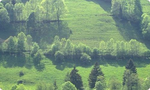 有关梅花三年级作文六篇