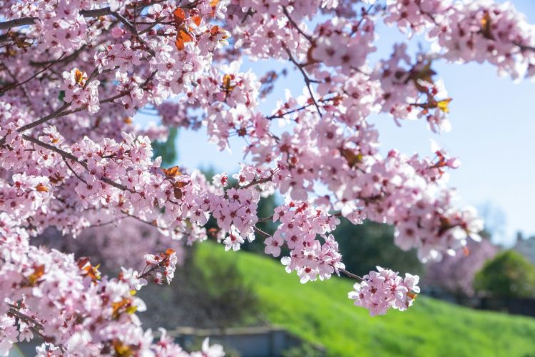 清明节的习俗 The customs of Qingming Festival