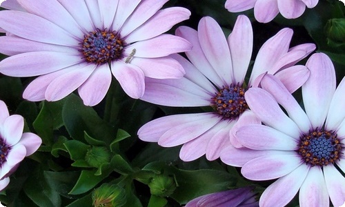 中秋赏月日记通用15篇