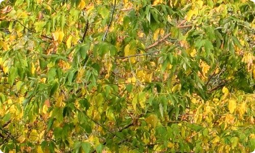 小学生给父母的一封信13篇
