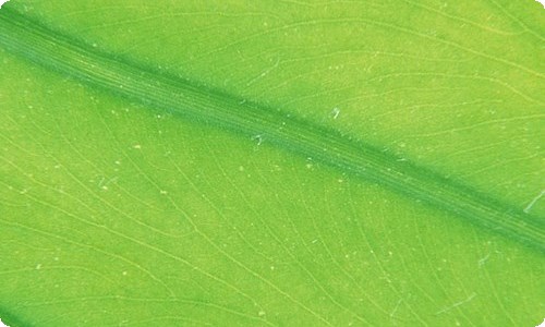 【荐】多肉植物作文10篇