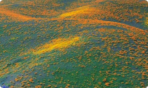 有关礼物的日记