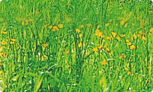 关于外婆的作文300字4篇