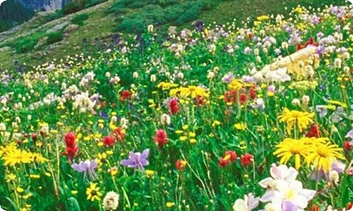 美丽的秋天三年级作文精选15篇