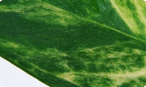 精选介绍狗的作文300字3篇