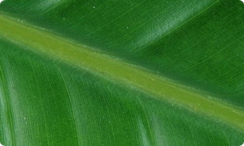 海上钢琴师电影观后感