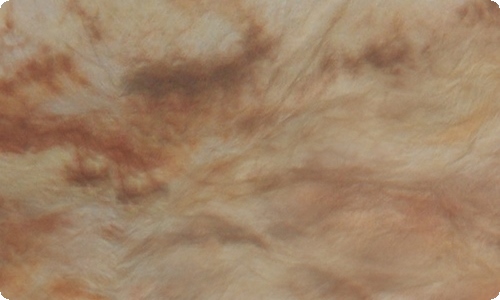 精选动物童话故事作文集锦9篇