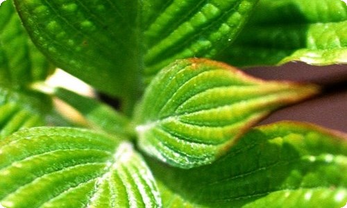 当幸福来敲门观后感15篇