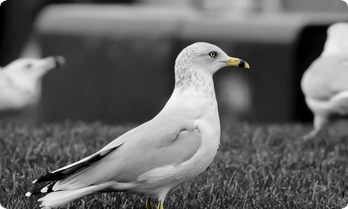 精选小学三年级的作文4篇