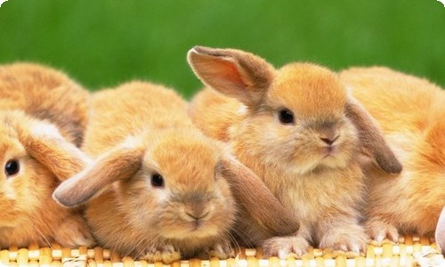 有关小学三年级作文300字4篇