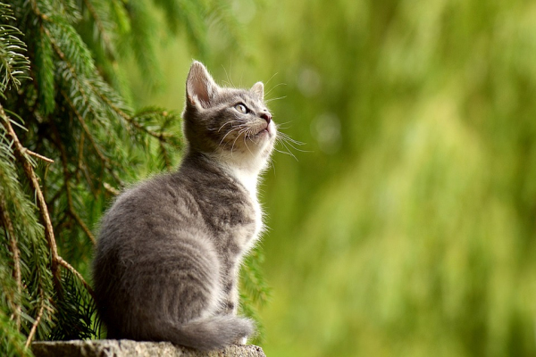 可爱的猫 The Lovely Cat