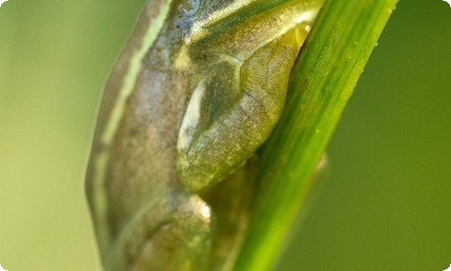 【推荐】小学生描写人物的作文400字汇编6篇