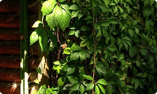 【热门】五年级作文300字汇总5篇