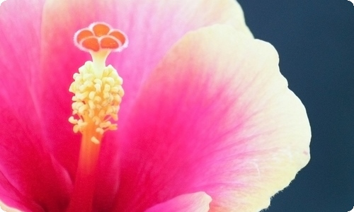 《感谢妈妈》作文500字锦集6篇