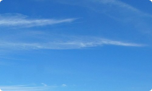 【精品】我的动物作文300字4篇