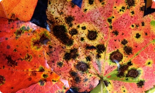 【推荐】小学三年级的作文300字7篇