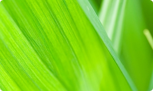 难忘的生日日记