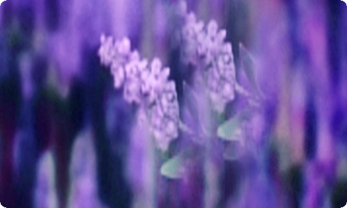 爱护自然作文锦集十篇