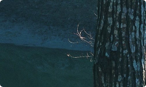 奇妙的大自然作文400字8篇