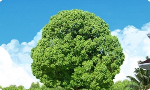 精选校园的植物作文300字10篇