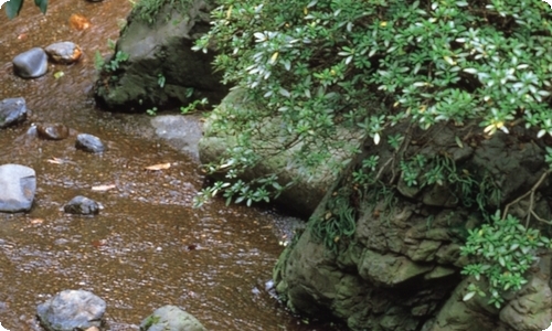 精选聆听自然作文锦集五篇