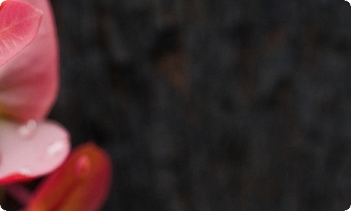 实用的四年级妈妈作文合集八篇