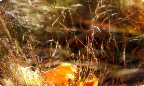 【精华】植树节的作文100字汇总6篇