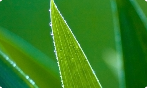 【实用】优秀的动物作文汇总8篇