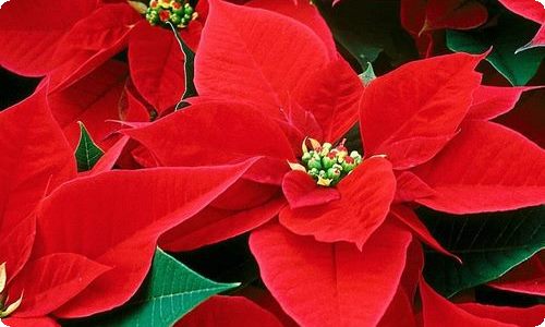 《烈火英雄》观后感(集合15篇)